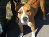 CACIB ADA