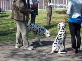 CACIB ADA