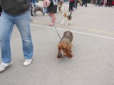 CACIB ADA