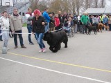CACIB ADA