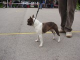 CACIB ADA