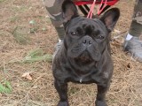 CACIB ADA
