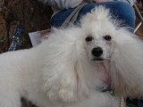 CACIB ADA