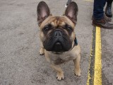 CACIB ADA