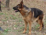 CACIB ADA