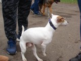 CACIB ADA