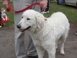 CACIB ADA