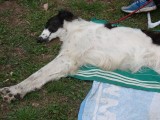 CACIB ADA