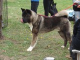 CACIB ADA