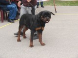 CACIB ADA