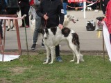 CACIB ADA