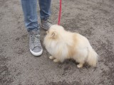 CACIB ADA
